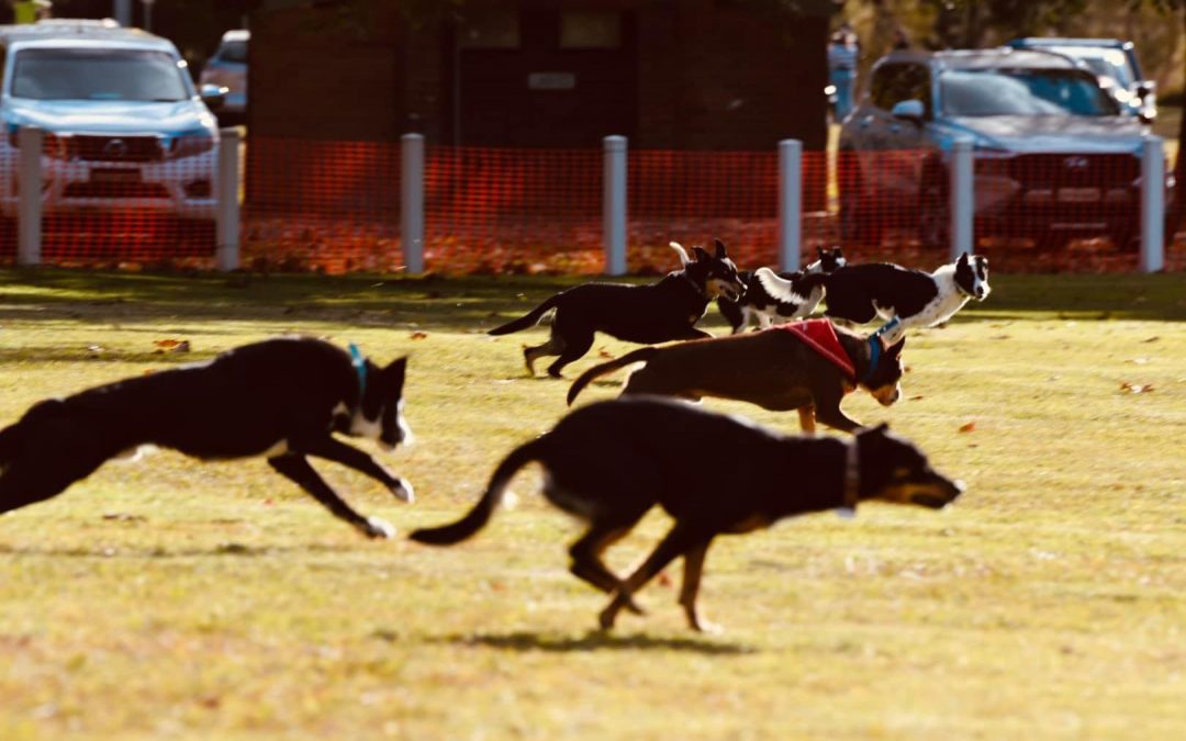 Great Nundle Dog Race